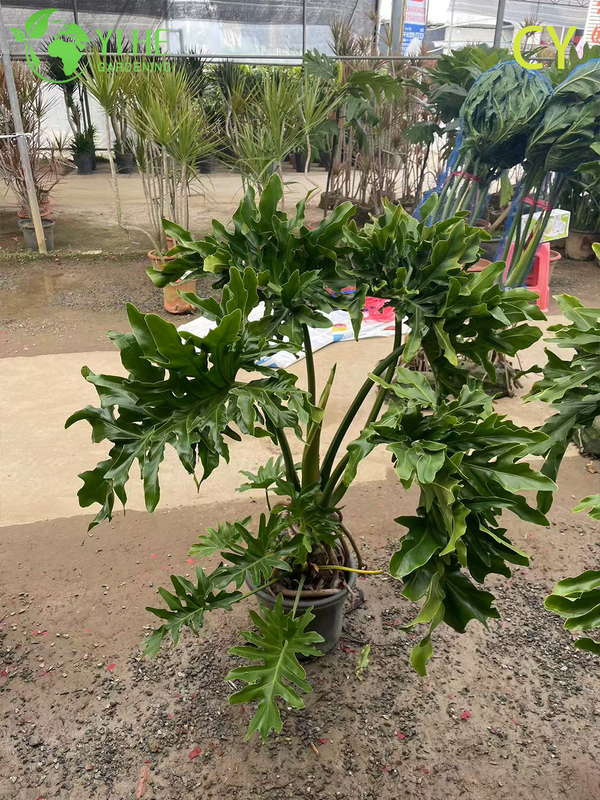 हरे-भरे उष्णकटिबंधीय थोक आशा संयंत्र थौमाटोफिलम बिपिनाटिफ़िडम बोनसाई