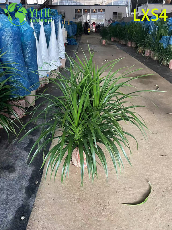 Оптовые живые растения Dracaena Fragrans 'Massangeana' для домашнего декора бонсай