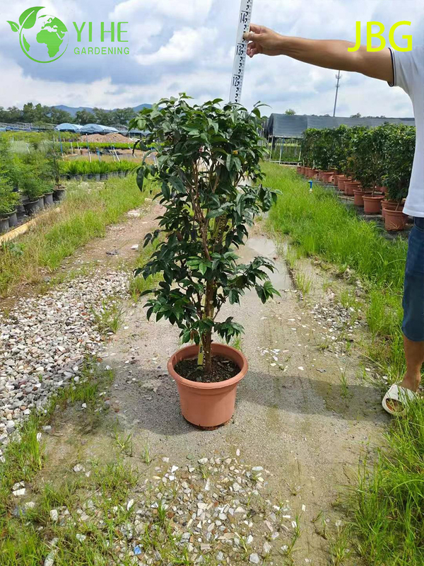 Пышное вечнозеленое дерево джабутикаба со съедобными плодами, похожими на виноград, бонсай