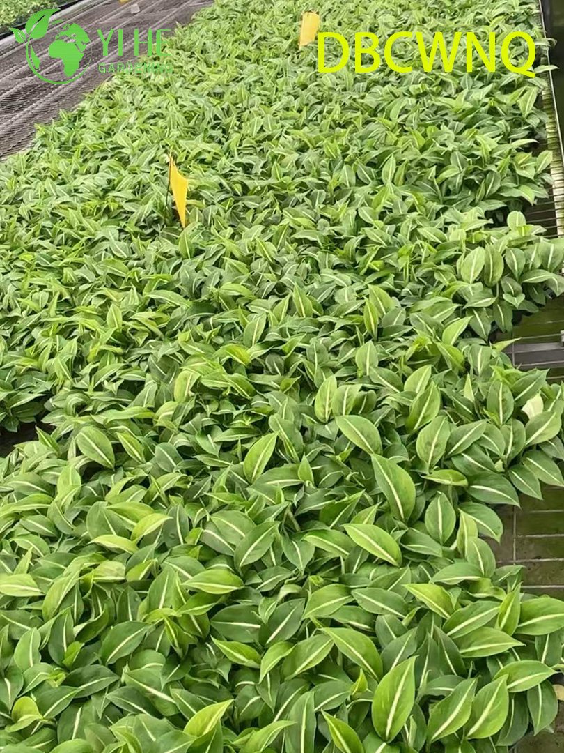 លក់ដុំ Dieffenbachia White Flame Live Dumb Cane Starter Plug Seedlings