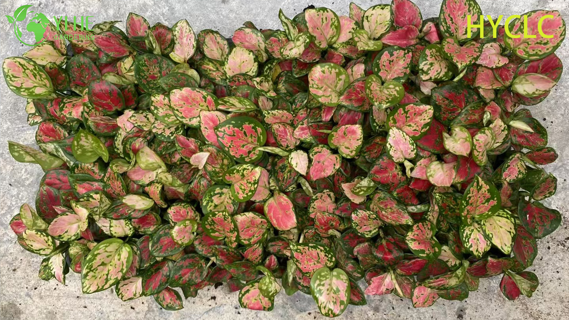 ຂາຍສົ່ງ Aglaonema Beauty Live Chinese Evergreen Starter Plug Seedlings