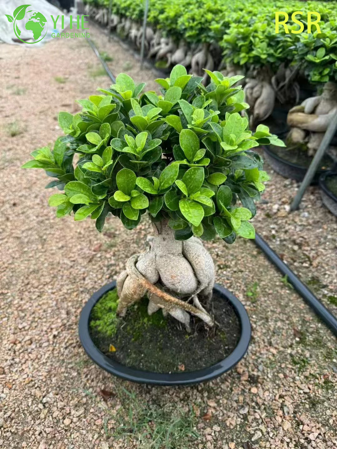 लाइव जिनसेंग फ़िकस माइक्रोकार्पा एक इनडोर बोनसाई वृक्ष पौधा