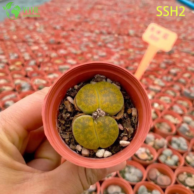 Hurtownie białe kwitnące lithops żywe kamienie r&oacute;żne sukulenty Bonsai