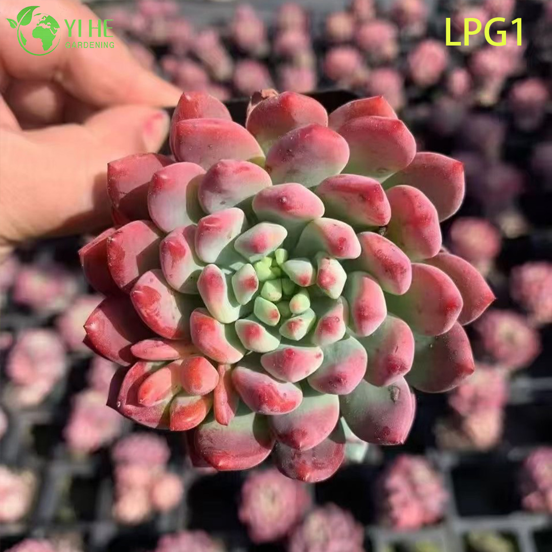 រស់រវើកចម្រុះពណ៌ Rosette Echeveria Blue Apple Succulent Plant Bonsai