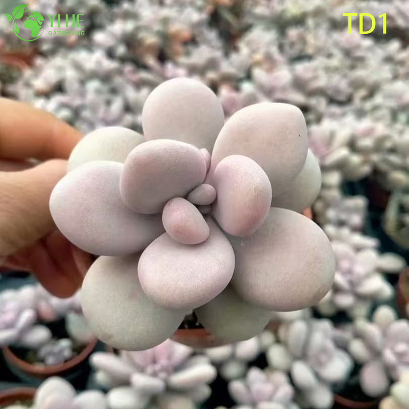 Оптовая продажа розовые лунные камни сочные Graptopetalum Amethystinum живое растение бонсай