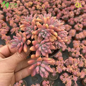 الجملة الوردي الخوخ الغروب عصاري Graptosedum فرانشيسكو بالدي لايف النبات بونساي