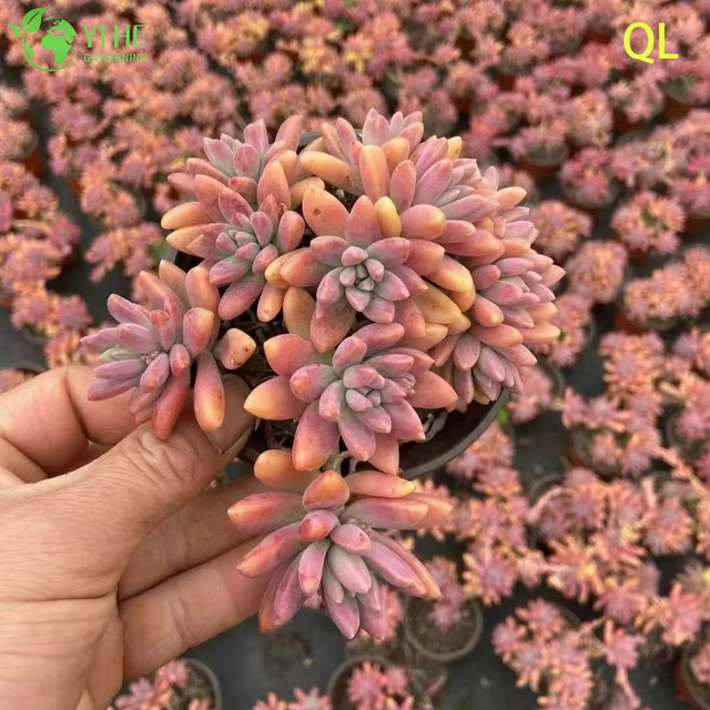 卸売ピンクピーチサンセット多肉植物 Graptosedum Francesco Baldi ライブ植物盆栽