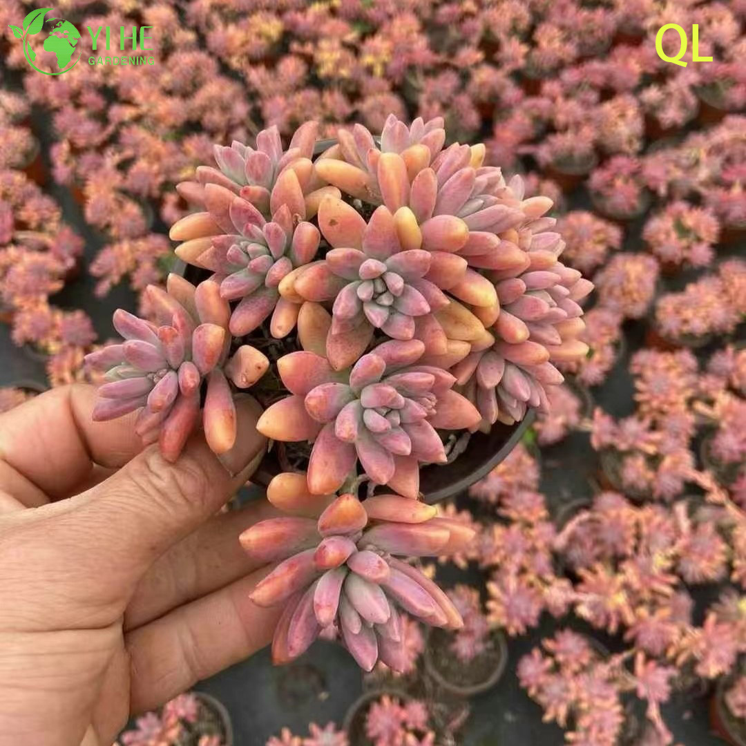 Оптовая продажа розовый персик закат суккулент Graptosedum Франческо Балди живое растение бонсай