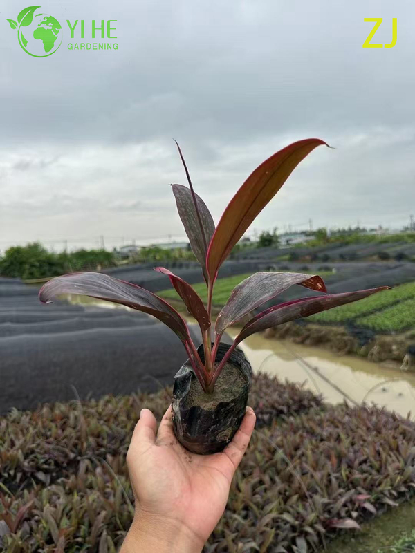 Оптовая продажа ярко-розового растения Cordyline Ti с живыми тропическими листьями бонсай
