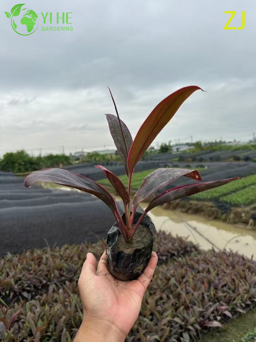 Оптовая продажа ярко-розового растения Cordyline Ti с живыми тропическими листьями бонсай