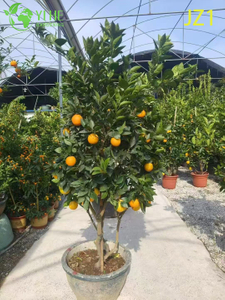 Venda por atacado de laranjeira em vaso com frutifica&ccedil;&atilde;o viva de plantas c&iacute;tricas comest&iacute;veis bonsai