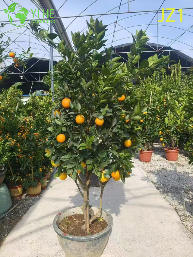 Venda por atacado de laranjeira em vaso com frutifica&ccedil;&atilde;o viva de plantas c&iacute;tricas comest&iacute;veis bonsai