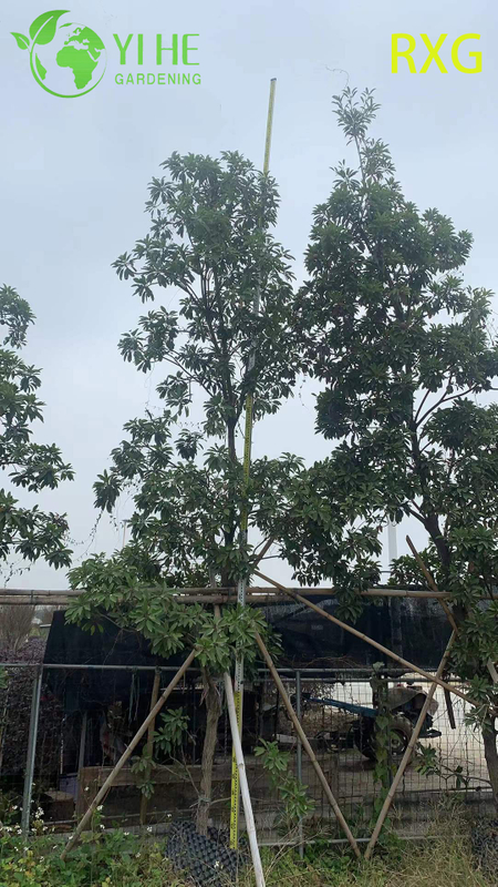 شجرة مانيلكارا زابوتا سابوديلا تشيكو الحية مع بونساي فاكهة السكر البني الحلو