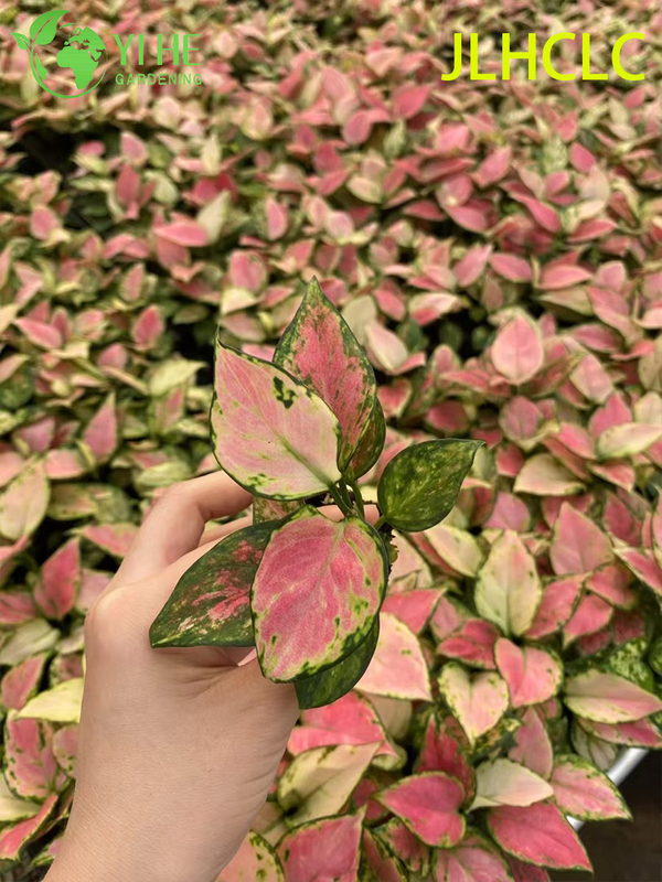 Aglaonema 상서로운 빨간색빨간 중국 상록다채로운 관엽 식물행운 식물 모종