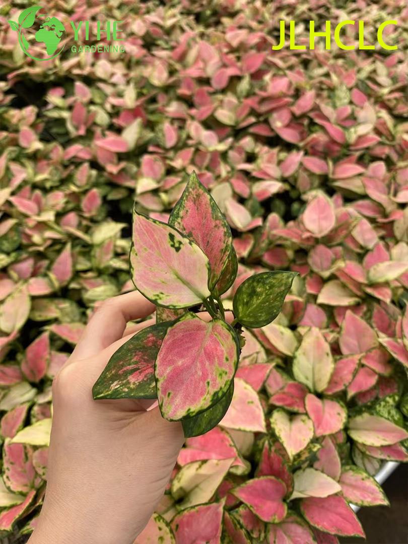 Aglaonema 상서로운 빨간색빨간 중국 상록다채로운 관엽 식물행운 식물 모종