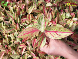 الجملة Aglaonema النجم الذهبي لايف الصينية الخضرة بداية المكونات الشتلات