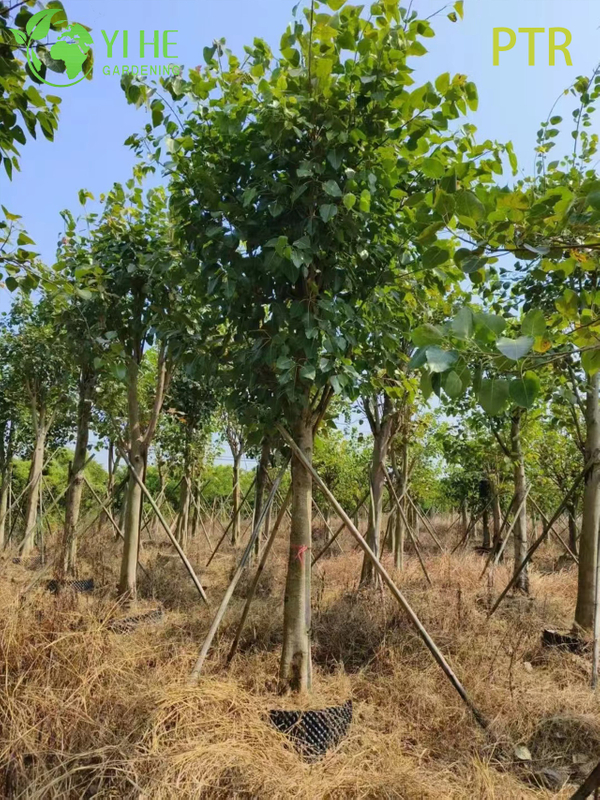 Arbre sacré de la Bodhi, Ficus Religiosa, pour l'aménagement paysager du jardin du temple