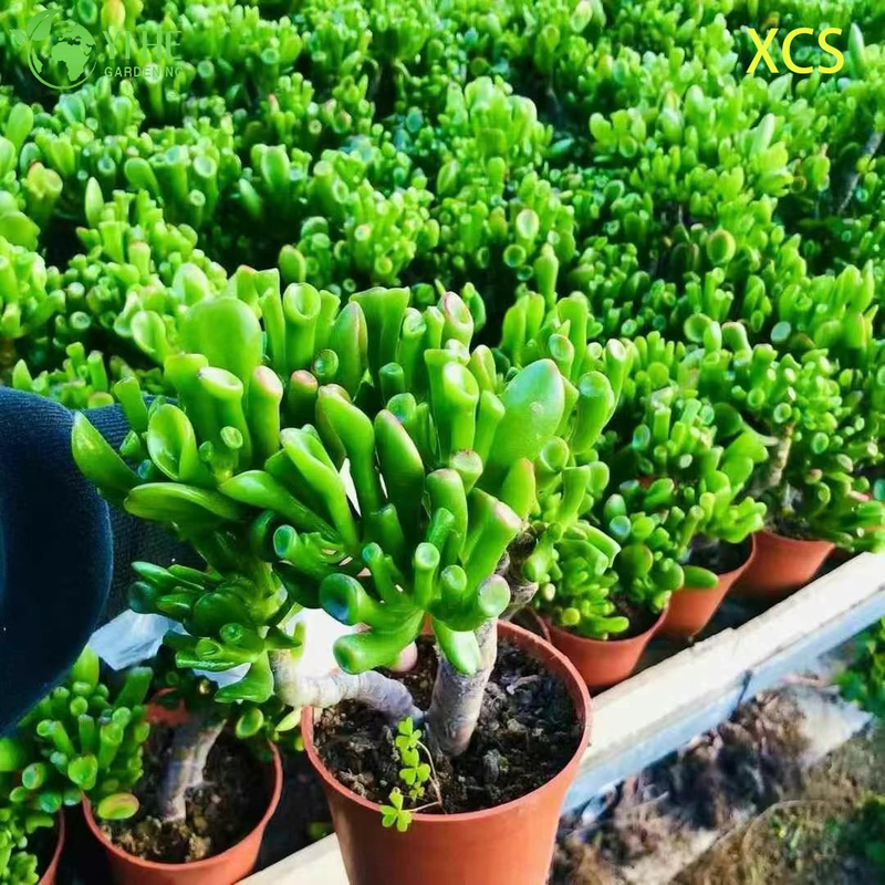 Atacado Crassula Ovata Hobbit Jade Planta Suculenta Bonsai Viva