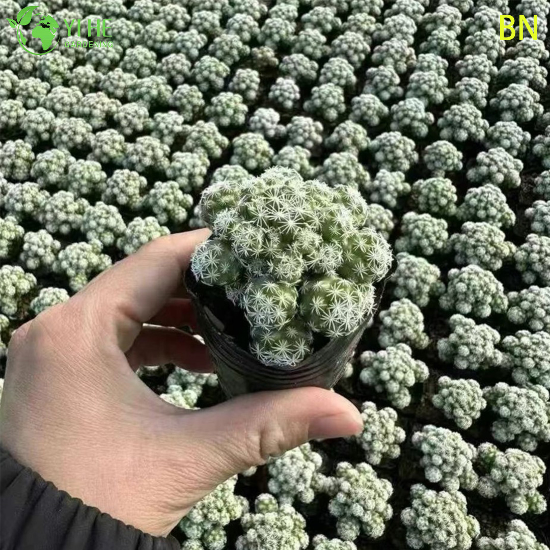 Bonsai blanco al por mayor de la decoraci&oacute;n del grupo de la mini planta viva del cactus del dedal