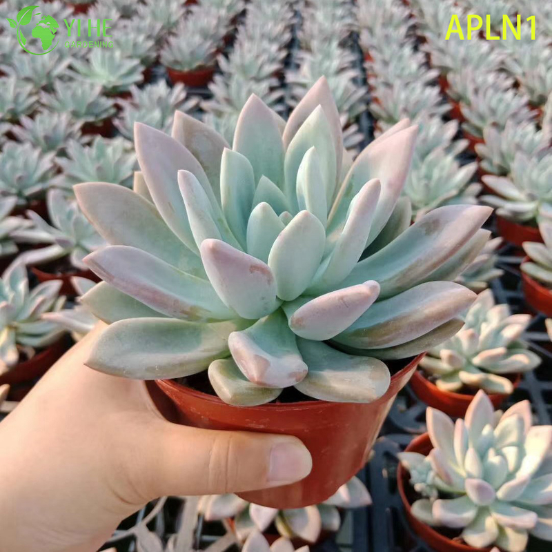 ຂາຍຍົກ Graptoveria Opalina Pastel Pink Live Succulent Rosette Plant Bonsai