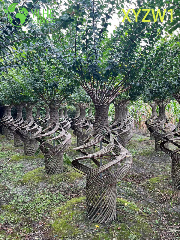Zierlagerstroemia parviflora, Vasenförmiger Topiary-Baum, blühende Gartendekorpflanze