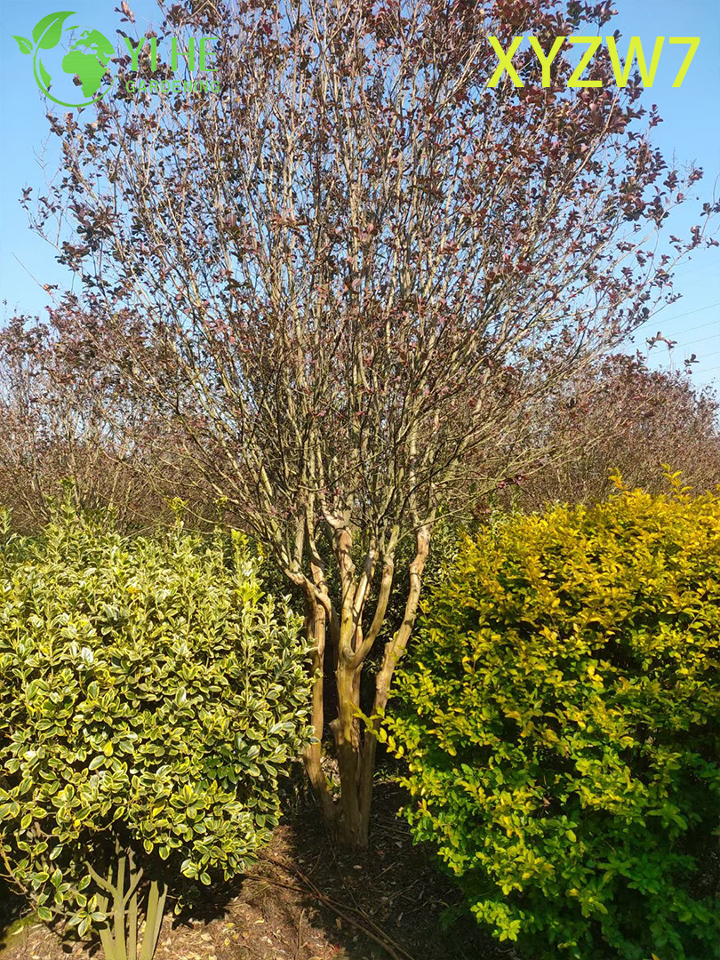 Multi - &aacute;rvore de Lagerstroemia do tronco, planta florescente do esp&eacute;cime do jar�im