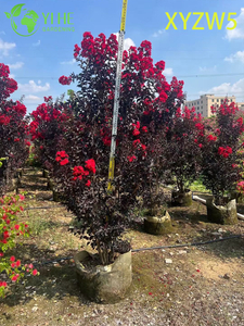 Púrpura ornamental - hoja Lagerstroemia parviflora, Rojo - Planta en maceta con flores