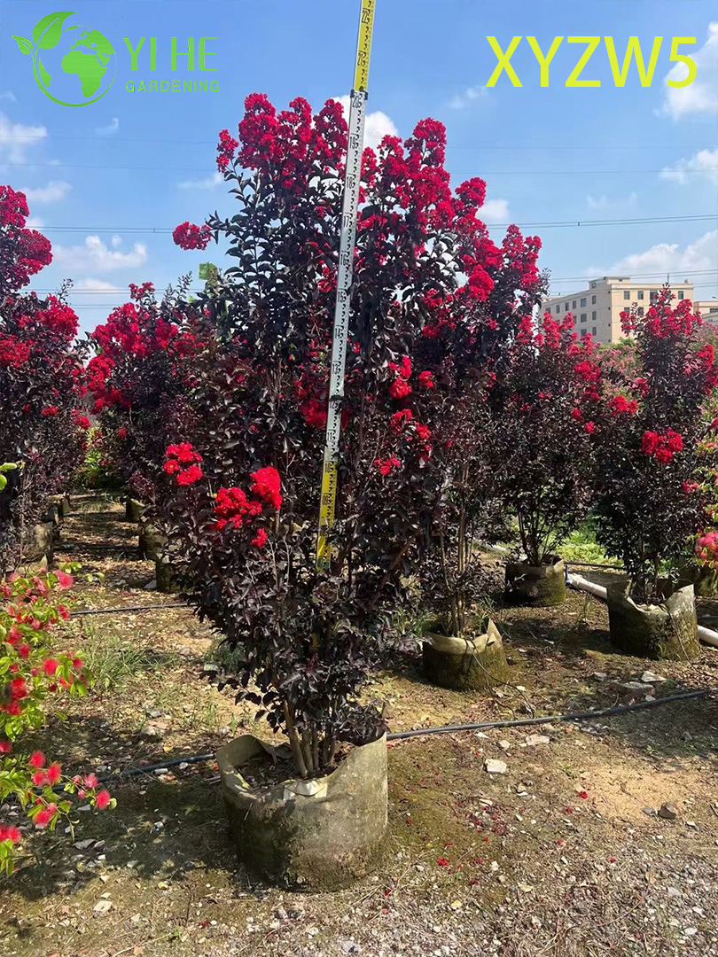 P&uacute;rpura ornamental - hoja Lagerstroemia parviflora, Rojo - Planta en maceta con flores
