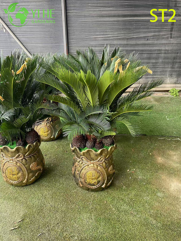 Bonsai Cycas Revoluta a tronco multiplo, palma da sago ornamentale sempreverde