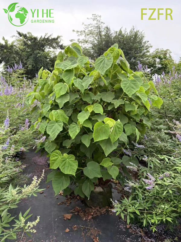Цветение Dombeya wallichii, декоративное растение африканского тюльпанного кустарника