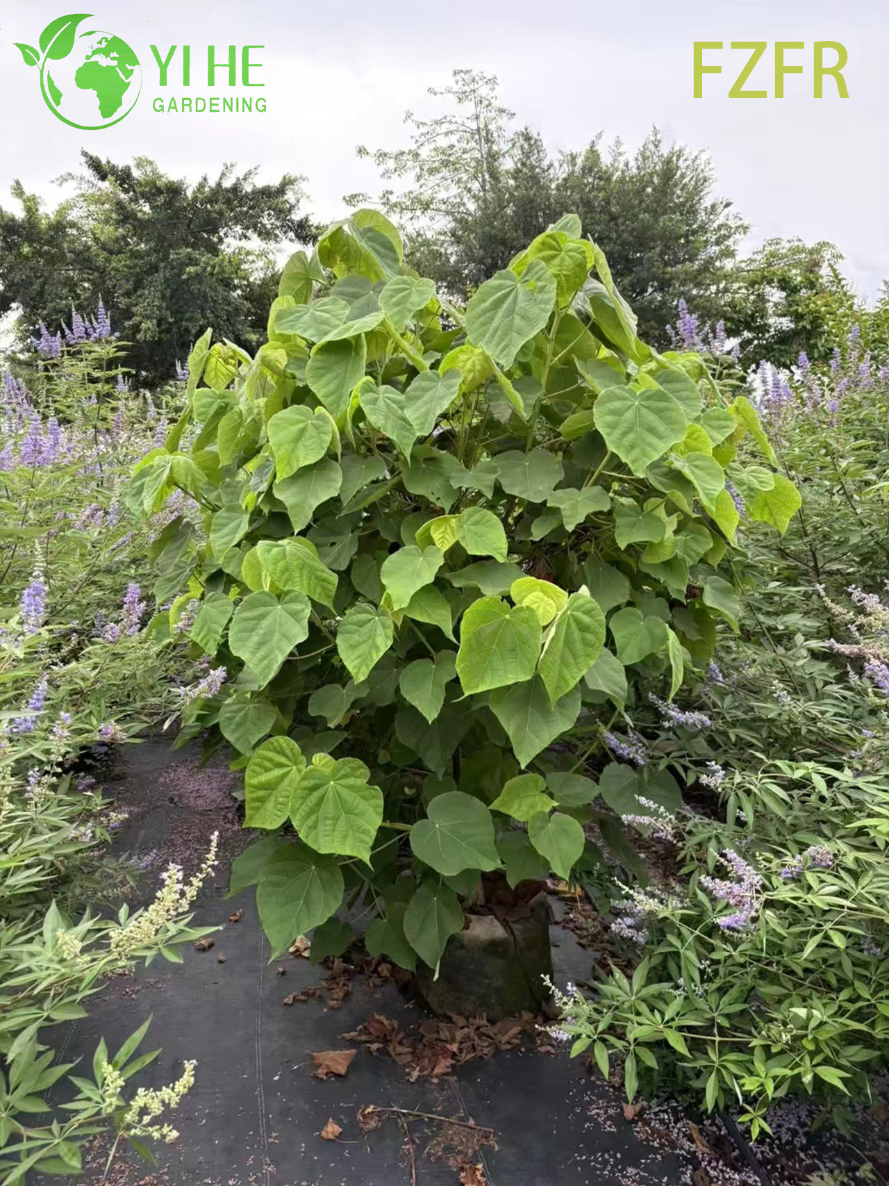 Цветение Dombeya wallichii, декоративное растение африканского тюльпанного кустарника
