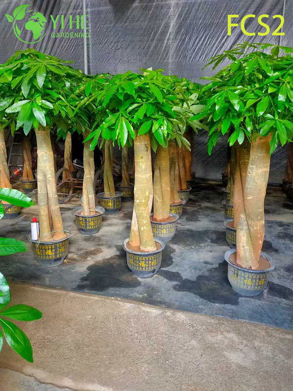 Pachira macrocarpa ຂະຫນາດໃຫຍ່ທີ່ມີລໍາຕົ້ນຫນາ, ໃບໄມ້ທີ່ສວຍງາມສໍາລັບການຕົກແຕ່ງ, ຄວາມຈະເລີນຮຸ່ງເຮືອງ - ນໍາຕົ້ນໄມ້ເງິນ.