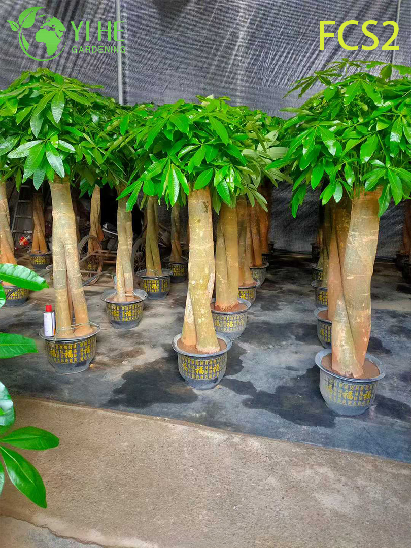 Pachira macrocarpa ຂະຫນາດໃຫຍ່ທີ່ມີລໍາຕົ້ນຫນາ, ໃບໄມ້ທີ່ສວຍງາມສໍາລັບການຕົກແຕ່ງ, ຄວາມຈະເລີນຮຸ່ງເຮືອງ - ນໍາຕົ້ນໄມ້ເງິນ.