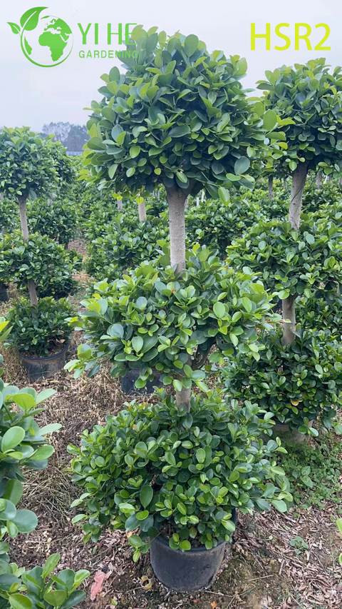 Evergreen Ficus Cone Multi-Ball Pom-Pom ዛፍ ለመሬት ገጽታ ንድፍ