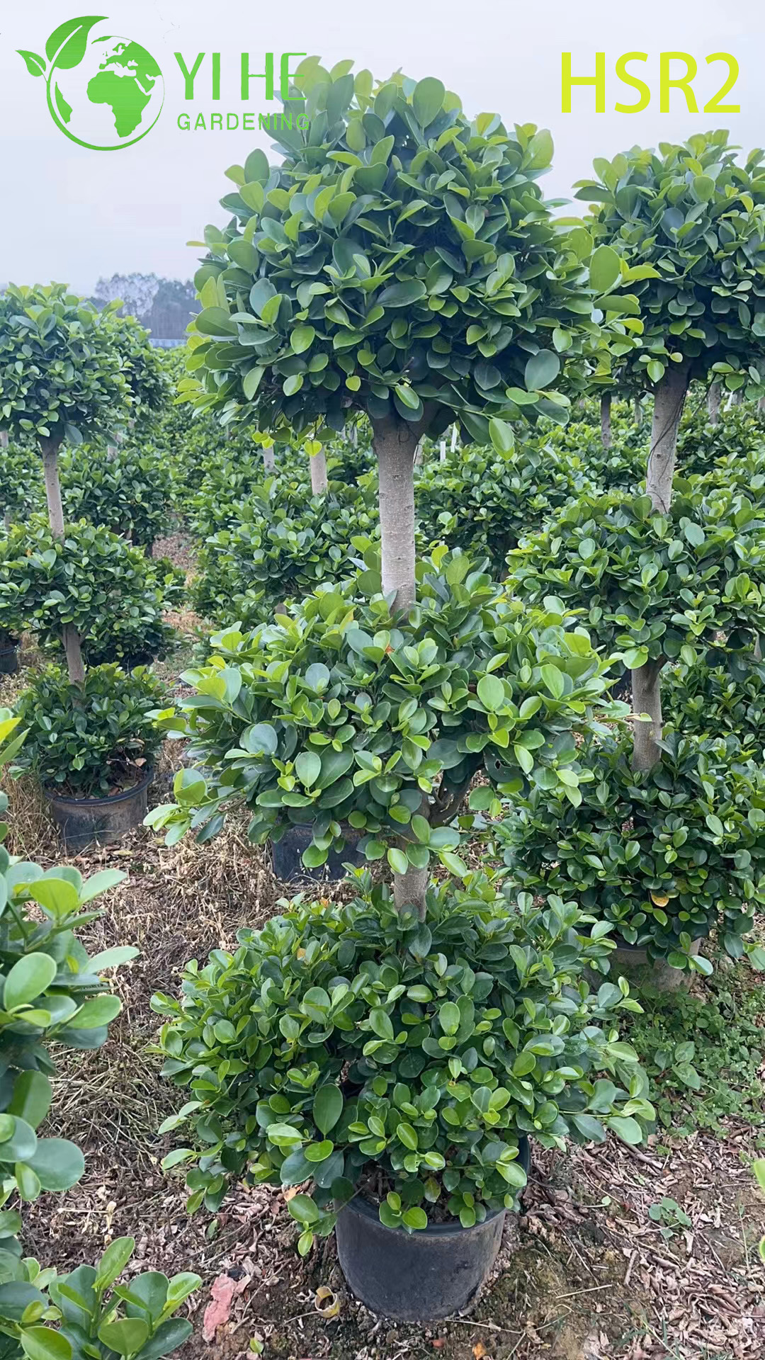 ต้นปอมปอมหลายลูก Ficus Cone เอเวอร์กรีนสำหรับการออกแบบภูมิทัศน์