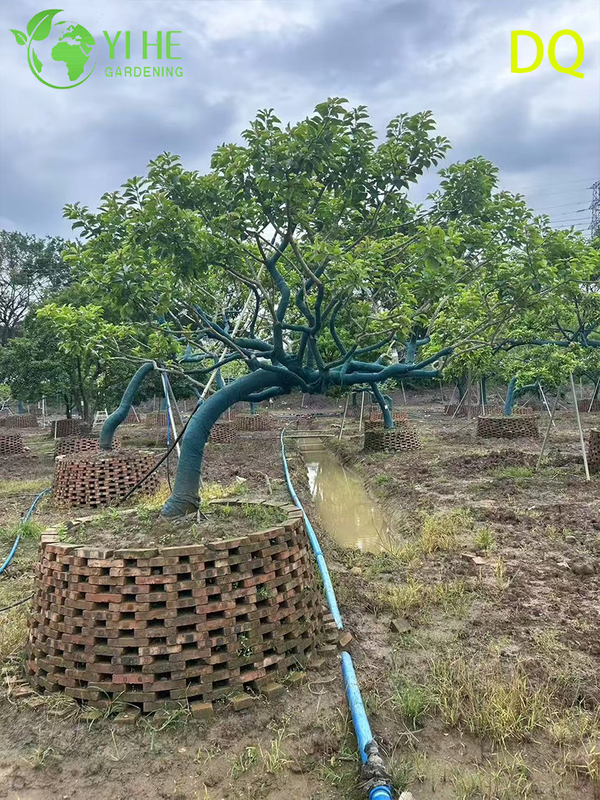 गार्डन लैंडस्केपिंग बोनसाई के लिए थोक लाइव आईलेक्स क्रेनाटा होली ग्लोब टोपरी