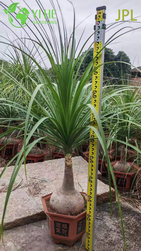 卸売ポニーテール パーム ゾウの足ライブ ボーカルネア植物盆栽