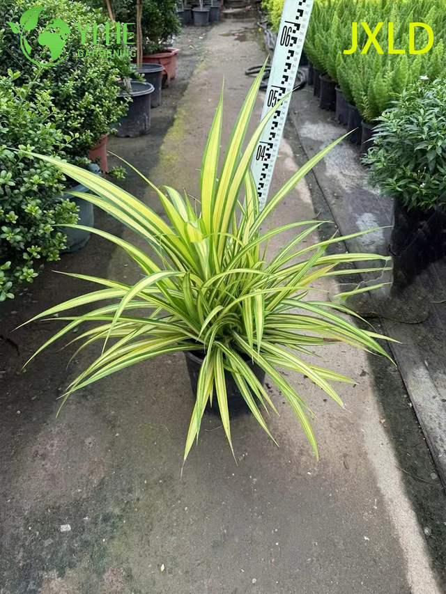 Hurtowa pstrokata sosna złota śruba na żywo Pandanus roślin Bonsai