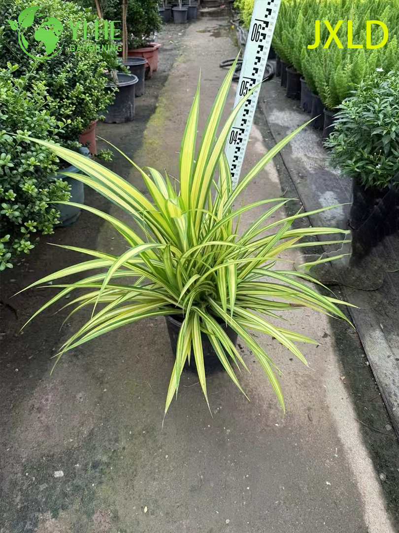 Venta al por mayor Bonsai vivos de la planta Pandanus del pino del tornillo de oro abigarrado