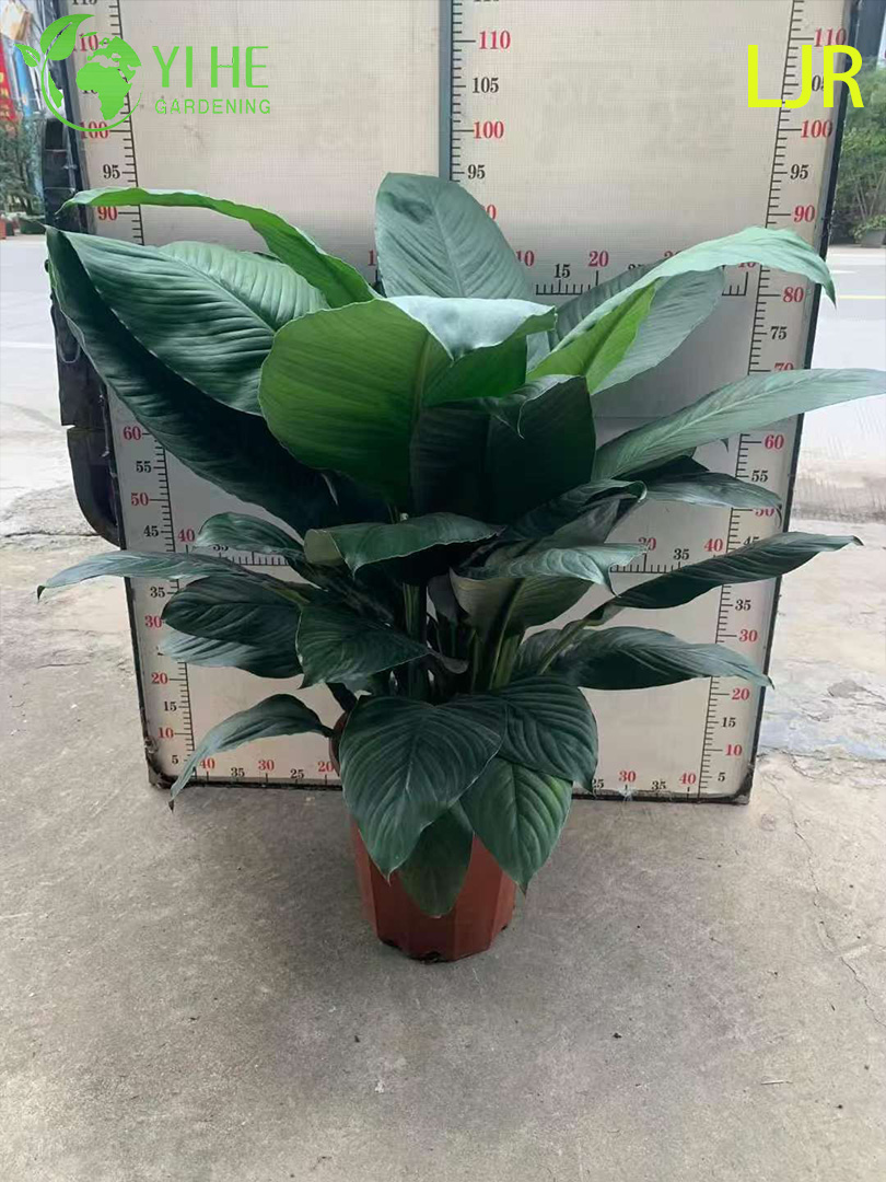 Grande folha Evergreen Spathiphyllum floribundum para planta de purifica&ccedil;&atilde;o de ar interna