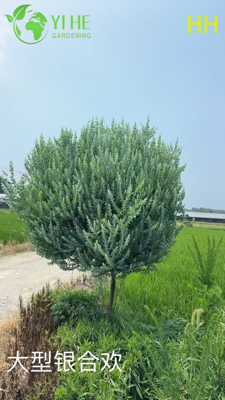 B&aacute;n bu&ocirc;n c&acirc;y hoa cảnh chất lượng xuất khẩu Albizia Julibrissin