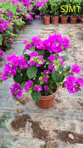 Atacado de plantas vivas de buganv&iacute;lias em vasos coloridos bonsai de jardim florido