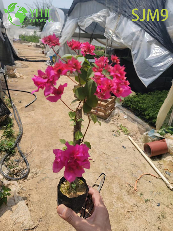 Groothandel Bougainvillea Startplanten Jonge Liners voor Kwekerij Bonsai