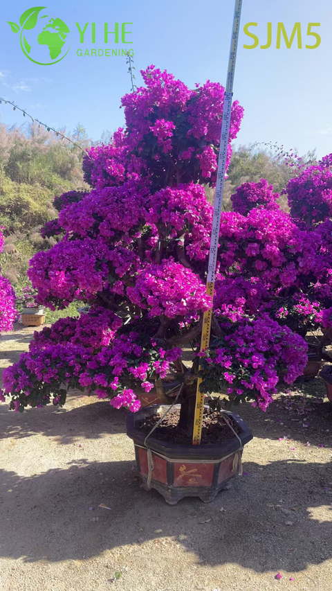 ຂາຍສົ່ງຫຼາຍກາບດອກ Bougainvillea Tree Rainbow Specimen Plant Bonsai