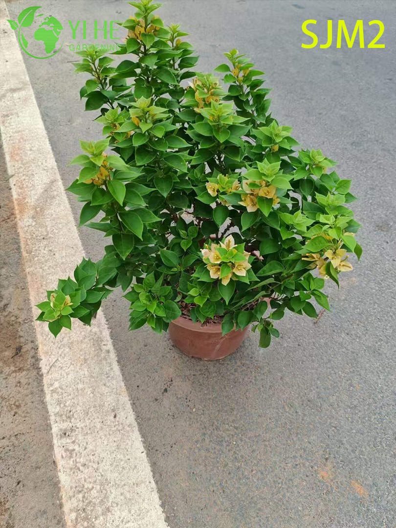 ຂາຍສົ່ງ Bougainvillea Standard Tree Live Plant for Patio Garden Bonsai