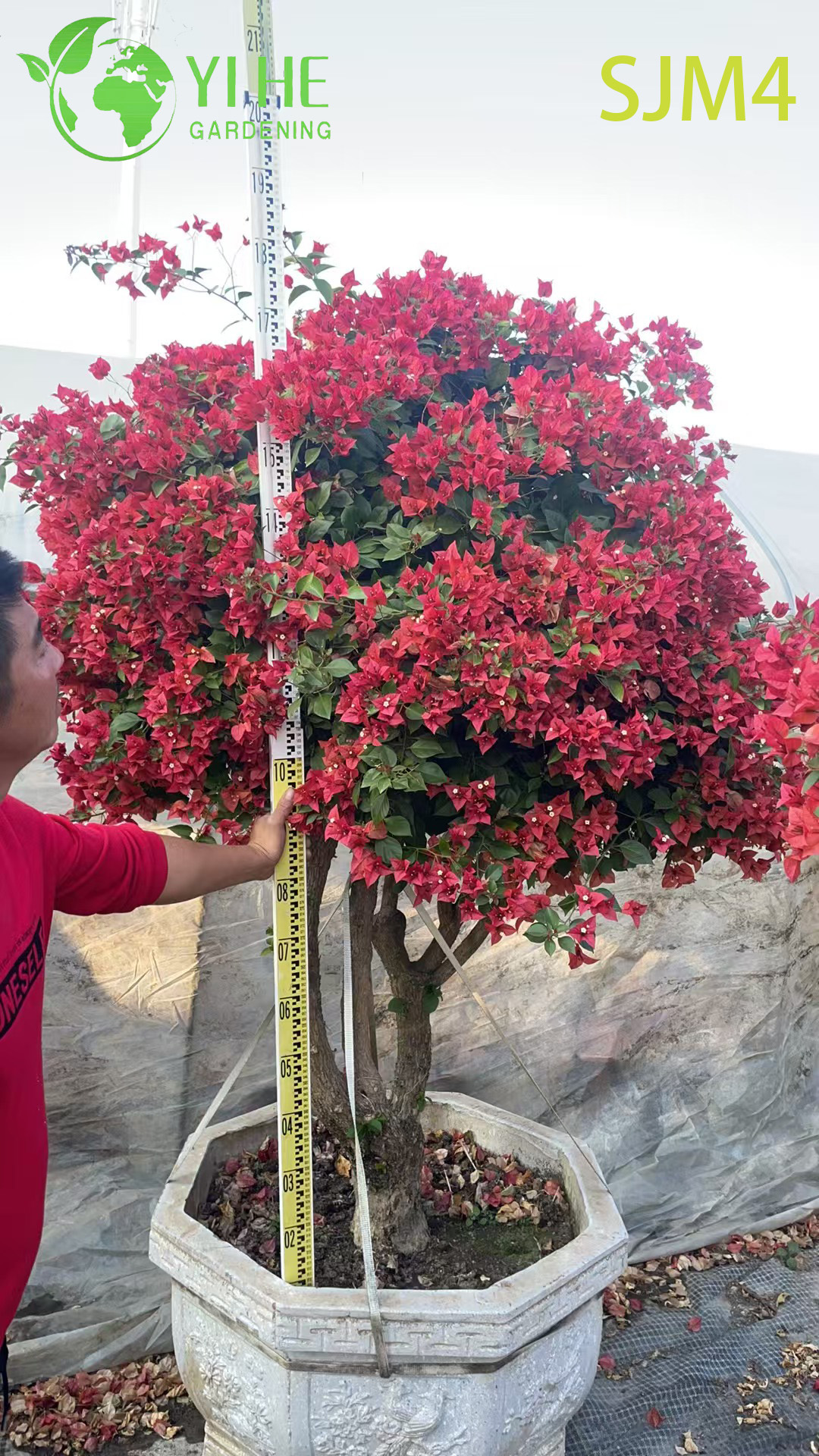 Künstlerischer Bougainvillea-Bonsai-Baum, lebender Garten-Skulptur-Bonsai im Großhandel