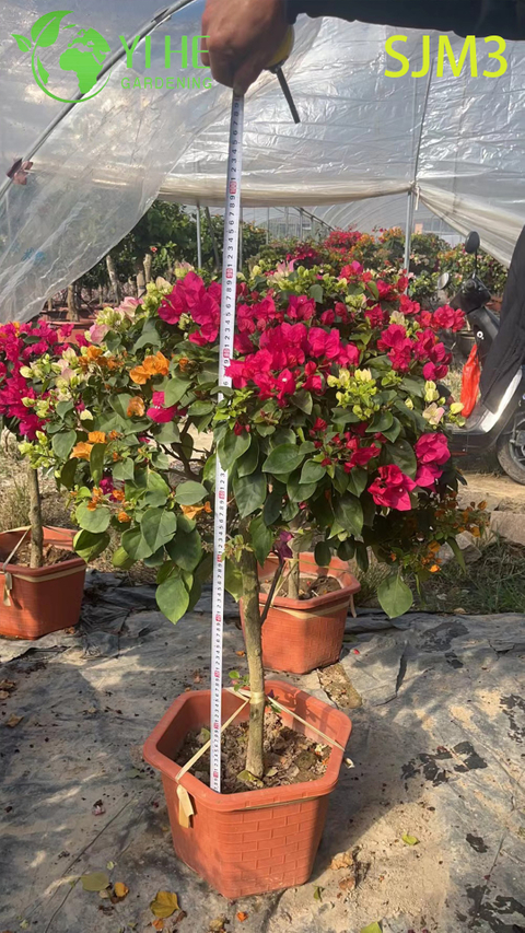 Gro&szlig;er Bougainvillea-Exemplarbaum f&uuml;r Outdoor-Landschaftsbonsai im Gro&szlig;handel