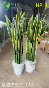 Live Laurentii Snake Plant Bontbladige luchtzuiverende kamerplant Bonsai