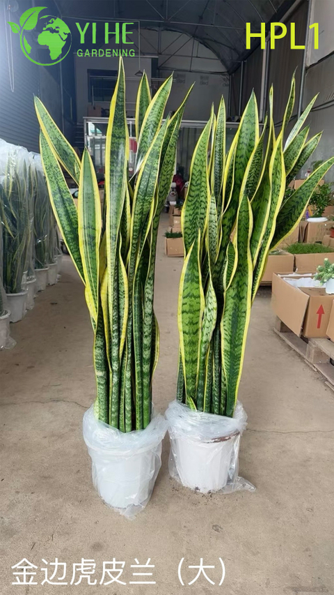 Live Laurentii Snake Plant Variegated Indoor Air Purifying Houseplant Bonsai