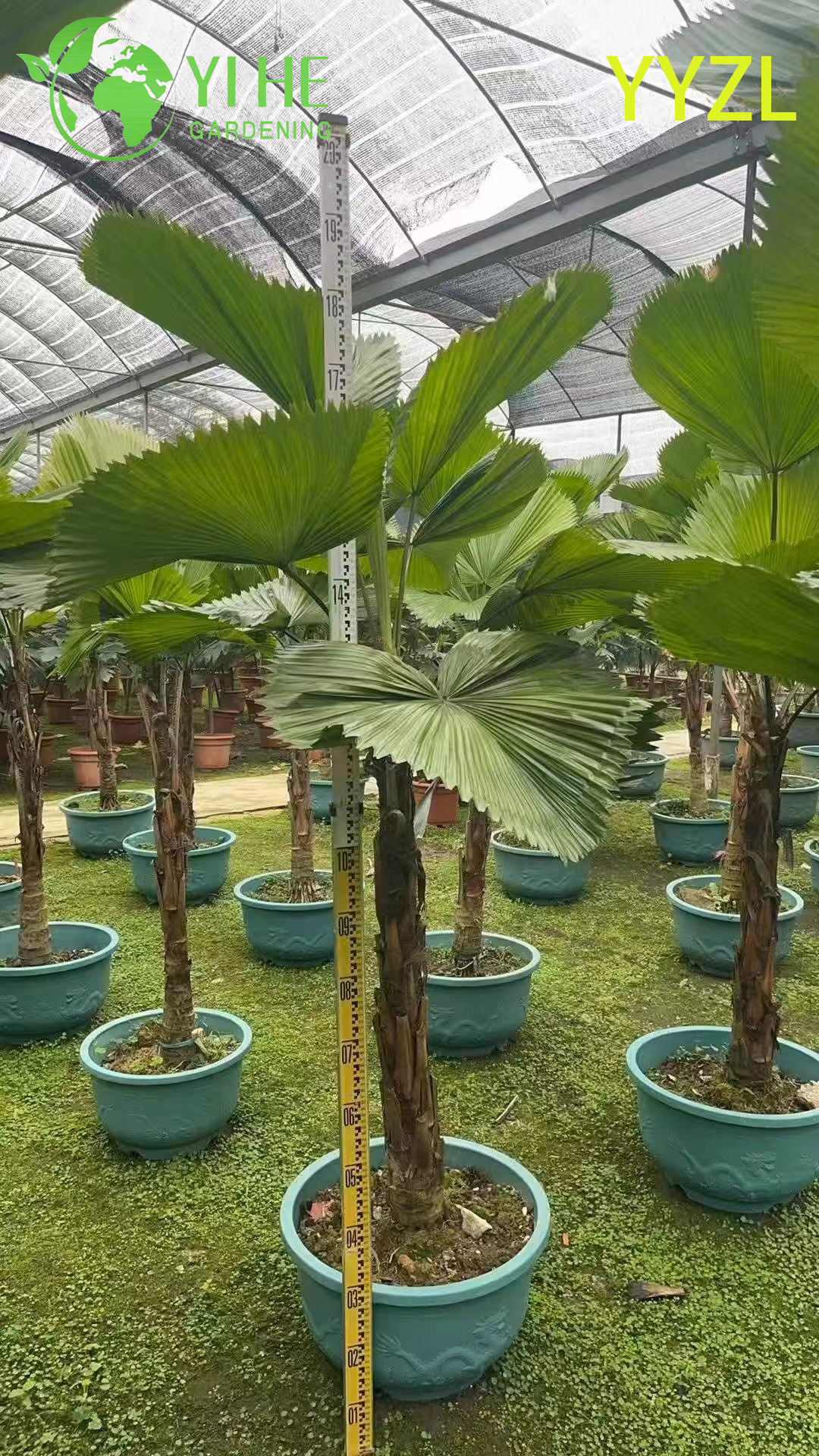 Livistona de hoja redonda (Livistona Rotundifolia) al por mayor - Palmeras ornamentales de hoja perenne